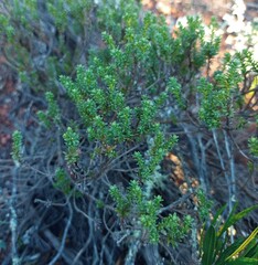 Oedera genistifolia