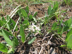 Basananthe sandersonii