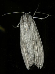 Capusa senilis