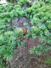 Cedrus libani