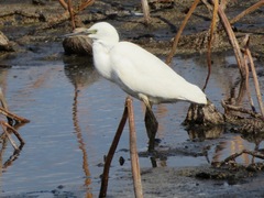 Egretta garzetta