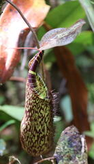 Nepenthaceae