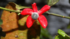 Heisteria cauliflora