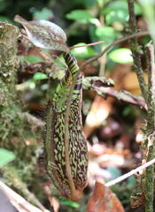 Nepenthaceae