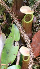 Nepenthaceae
