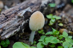 Coprinellus radians