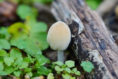 Coprinellus radians