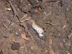 Peripatopsis birgeri