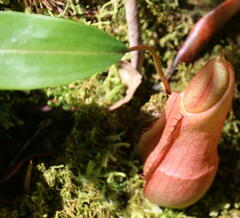 Nepenthaceae