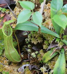 Nepenthaceae