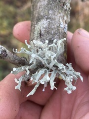 Ramalina fastigiata