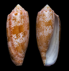 Conus eldredi
