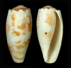 Conus eldredi