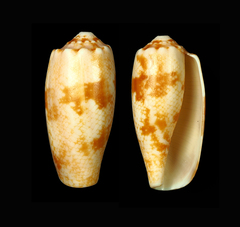 Conus eldredi