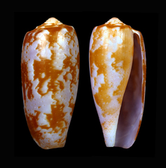 Conus eldredi