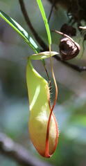 Nepenthes