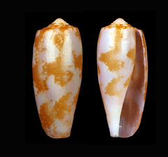 Conus eldredi