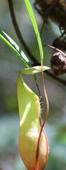 Nepenthes