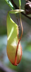 Nepenthes
