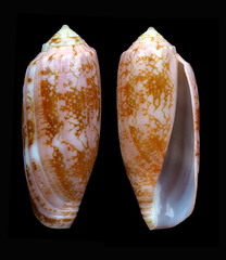 Conus eldredi