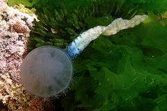 Pseudorhiza haeckeli