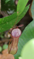 Nepenthes