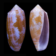 Conus eldredi