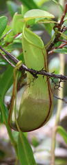 Nepenthes