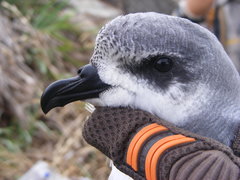 Pterodroma nigripennis