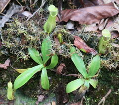 Nepenthes