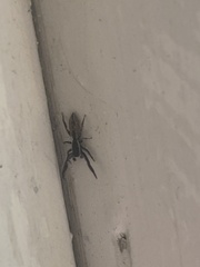 Holoplatys tasmanensis