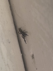 Holoplatys tasmanensis