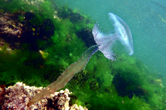 Pseudorhiza haeckeli