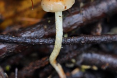 Protostropharia