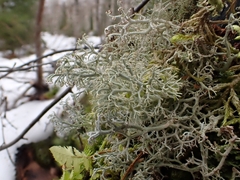 Cladonia rangiferina
