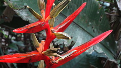 Heliconia acuminata