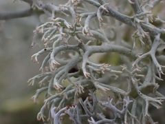 Cladonia rangiferina