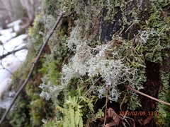 Cladonia rangiferina