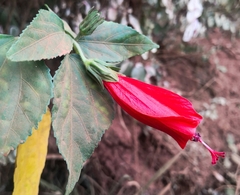 Malvaviscus penduliflorus