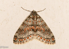 Trichopterigia sanguinipunctata
