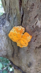 Piptoporus australiensis