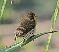 Amblyospiza albifrons