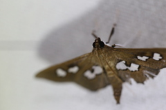 Omiodes odontosticta