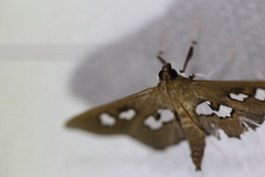 Omiodes odontosticta