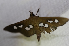 Omiodes odontosticta