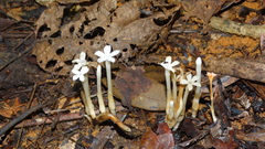 Voyria caerulea