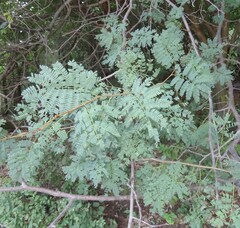 Albizia brevifolia