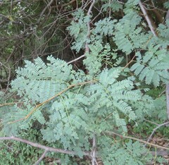 Albizia brevifolia