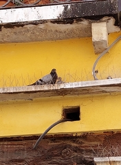 Columba livia domestica