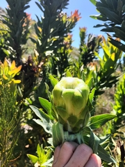 Protea coronata
